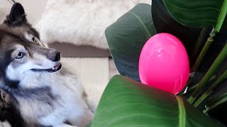 My Husky Goes Crazy Hunting For Eggs! Easter 2022
