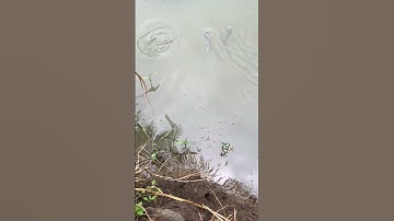 Sự Thật Dưới Ao Cá Tra Được Cho Ăn Mổi Ngày Bằng Thức Ăn Gì