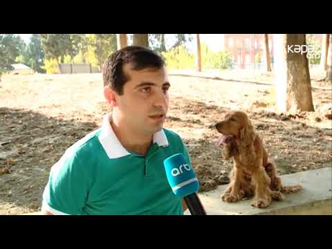 Video: Tədqiqat Təklif Edir Ki, Balaca Itlər It Işarələyərkən ölçüsü Haqqında Vicdansızdır