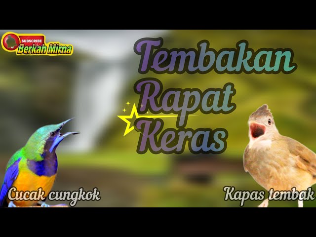 🔴CUCAK CUNGKOK VS KAPAS TEMBAK tembakan RAPAT KERAS class=