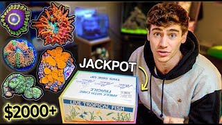 Unboxing The Most Rare Expensive Coral Ive Ever Owned