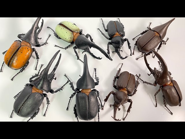 黒猫と王蟲 Insect Forest Phantom Dynastes satanas