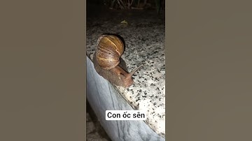 Con Ốc Sên #shortvideo #shorts #short #ốcsên