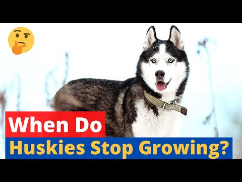 at-what-age-do-huskies-stop-growing?-husky-growth-pattern-explained