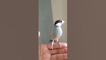 Meet My New Cute Java Finch ❤❤❤❤