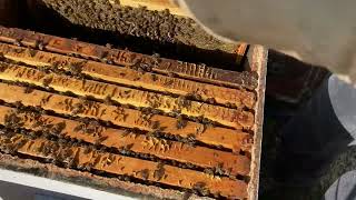 Beekeeping: 2nd Spring Check #honeybees #beekeeping #honey by Live More Outdoors 283 views 2 months ago 14 minutes, 17 seconds