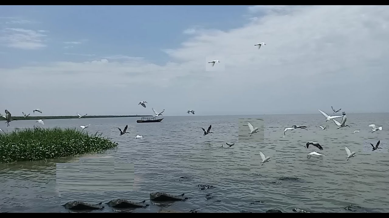 How To Relax By the Lake Watching More Birds (Victoria)