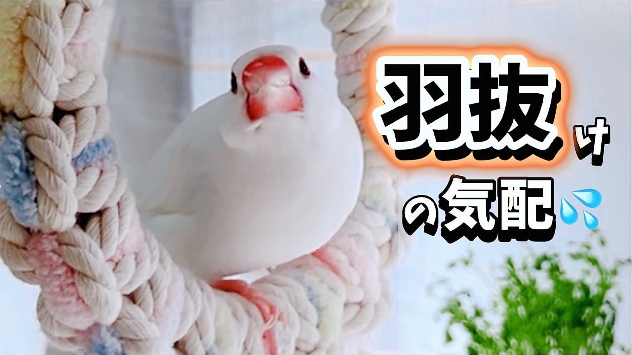 文鳥 白餅おんなのこ「ピッ」がかわいい