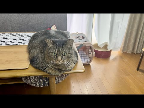 たまには高いところにも上るまめたろう - YouTube