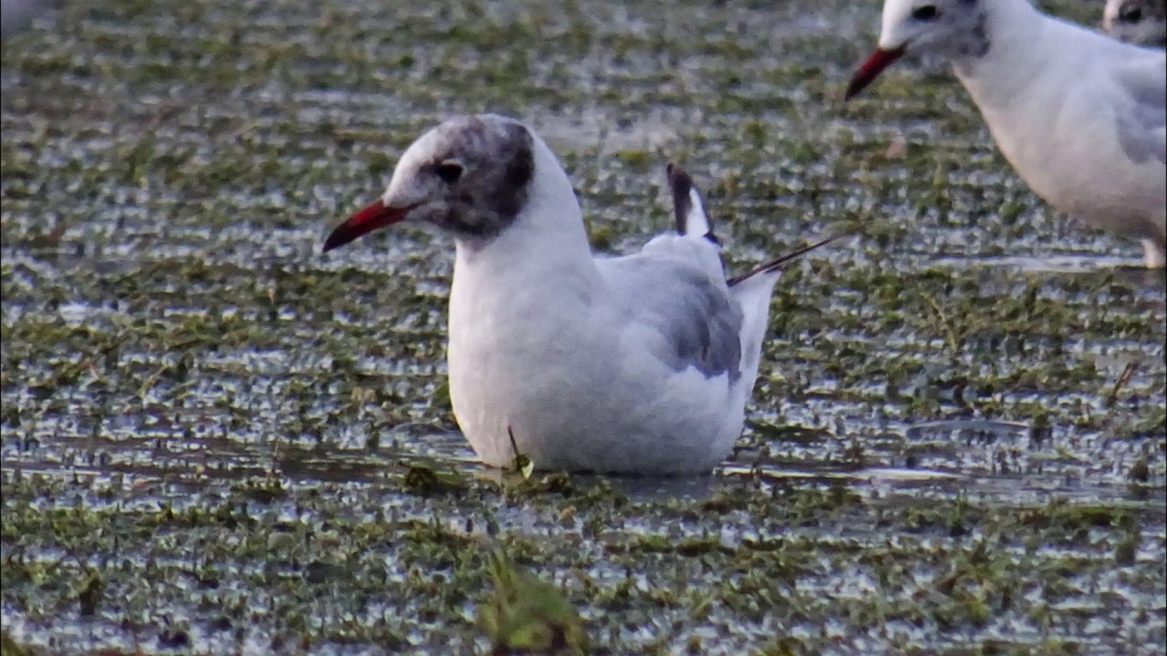 10. Murighiol and Isacel