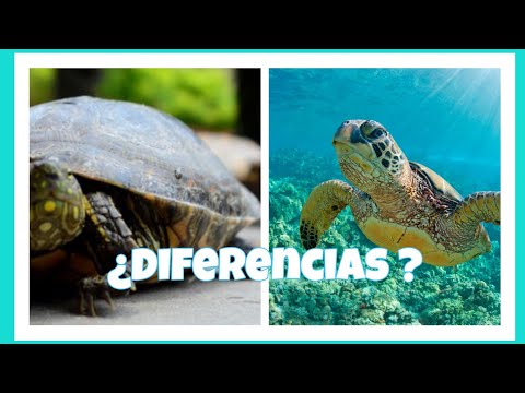 Vídeo: Diferencia Entre Tortugas Marinas Y Tortugas Terrestres