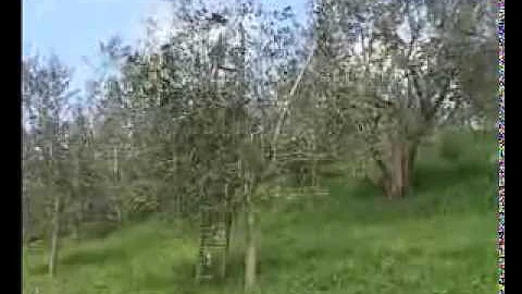 Potatura dell'Olivo - Frantoio La Romita Montisi