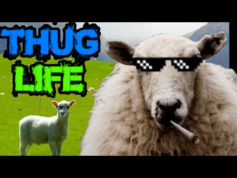 Thug Life  Ghetto Sheep