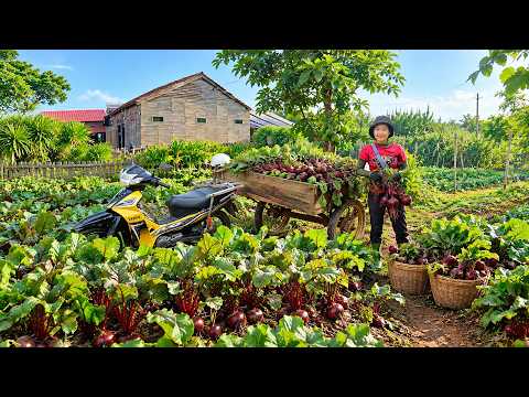 Harvest Red Beets Go The Market Sell - Cook Delicious Beet Dishes - Finish The Bottle Gourd Trellis