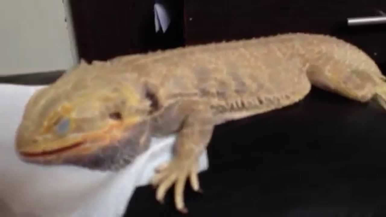 My Dragon Died(((( YouTube