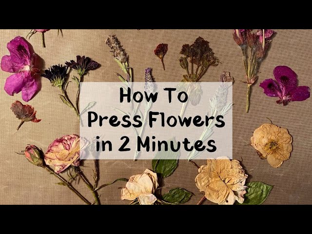 MICROWAVED FLOWERS? How to use a microwave flower press to dry or pre-dry  fancy flowers, by sarakaye