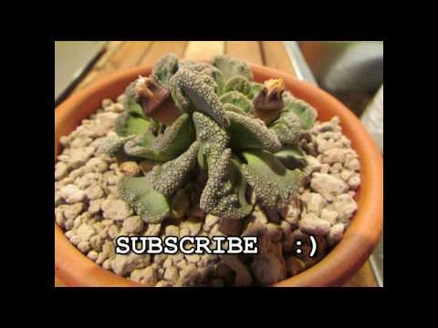 Tips for Successfully Growing Titanopsis calcareum - Potting Titanopsis - Potting Succulent Plants