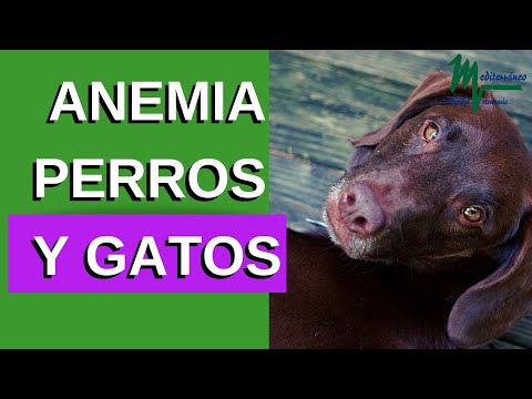 Video: Anemia Debida A Insuficiencia (o Toxicidad) De La Médula ósea En Gatos