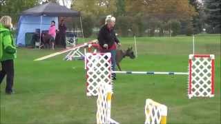 Great Danes Agility FAST  2014 GDCA National Specialty