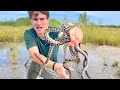 WILD PYTHONS ATTACK ME IN FLORIDA !