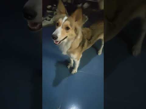 شاهد رد فعل الكلب عند لقاء صاحبه بعد فترة طويلة #shorts #viral #trending