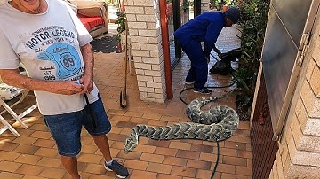 Venomous Puff Adder found while Gardening!