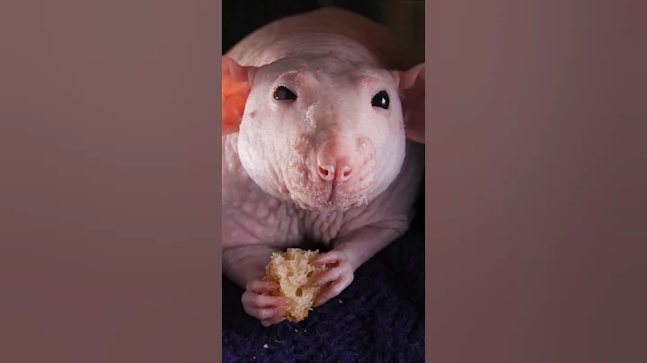 This is how I got rid of rats and mice in 1 minute