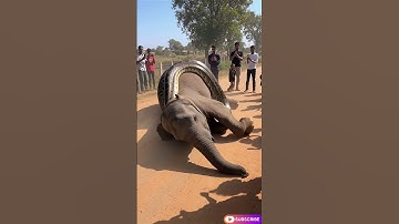 Giant python fighting with elephant on busy road, #flyingsnake #treepython #snakelogo #worldsnake