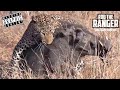 Leopard Vs Warthog (African Wildlife Action Highlights)