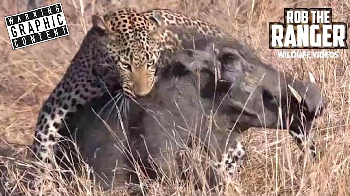 Exciting Highlights Of Leopard Vs Warthog Struggle!!