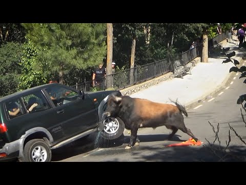 Видео: ГИГАНТЫ В ЯРОСТИ! Как дикие животные расправляются с человеческими игрушками!