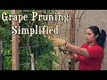 How to Make a Fairytale Grapevine Arch on a DIY Trellis (cane pruning)