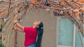 Creating Enchanted Grapevine Arches Cane Pruning Technique
