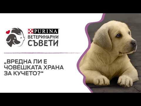 Видео: Храната за кучета purina добра ли е?