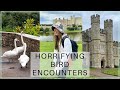 BIRDS AT LEEDS CASTLE: A Love Story? #shorts