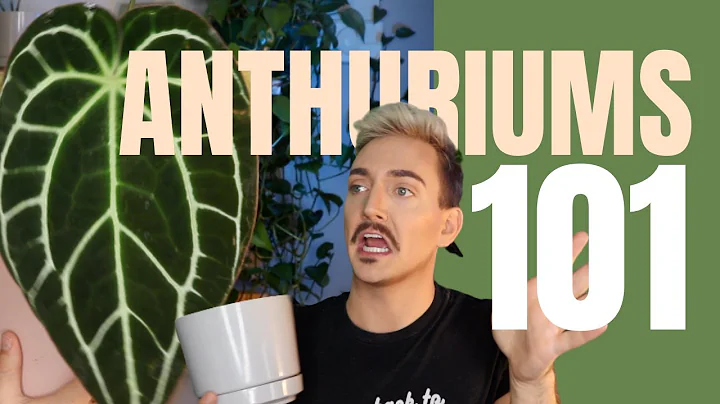 ANTHURIUM 101: They're easier than you think!