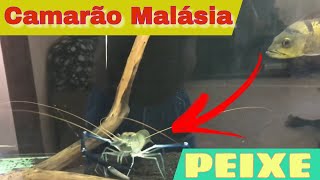 Inacreditável Camarão Da Malásia Junto Com Peixe .