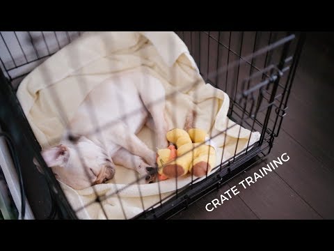 Video: Old Dog, New Puppy - Obținerea Unui Cățeluș Pentru A Trăi Cu Câinele Dvs. Mai Vechi