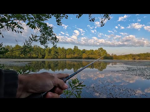 თევზაობა კოლხეთის ჯუნგლებში 🎣 ქარიყლაპიის ნამდვილი საბუდარი ადგილი და ასევე სხვა მტაცებელი თევზების.