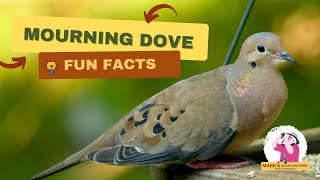 Mourning Dove Fun Facts