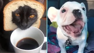 Funny/Cute Animal Videos Try Not To Laugh 19 🤣🐶😹 by New Level Creation 4 views 1 year ago 5 minutes, 7 seconds
