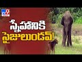 Baby elephant plays with dog in cute viral video