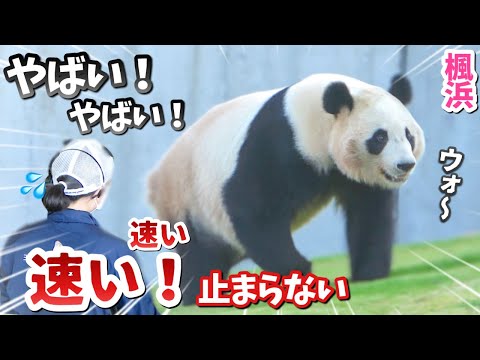 【パンダアイドル楓浜】走り出す🐼止まらない‼️ふうちゃんが痩せちゃうよ💦