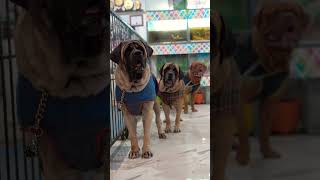 English & french mastiff // english mastiff// #shorts #viral