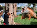 Cancer Fighter Fights Florida’s iguana Problem with Air Rifle!! Residents Approve!!!!