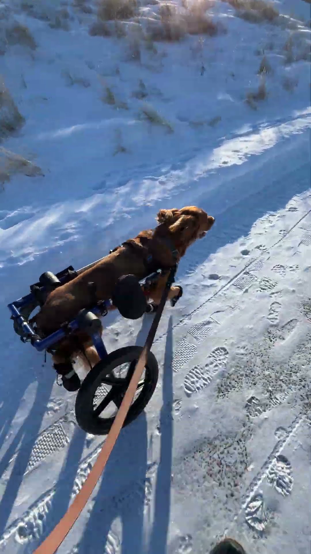 Paralyzed Dog Runs In Wheelchair For First Time || ViralHog