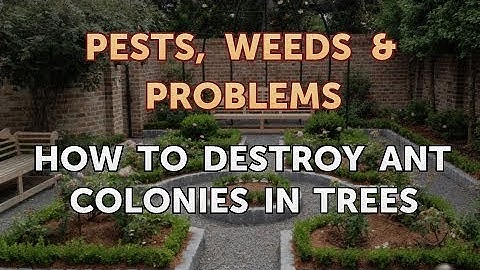 How to Destroy Ant Colonies in Trees