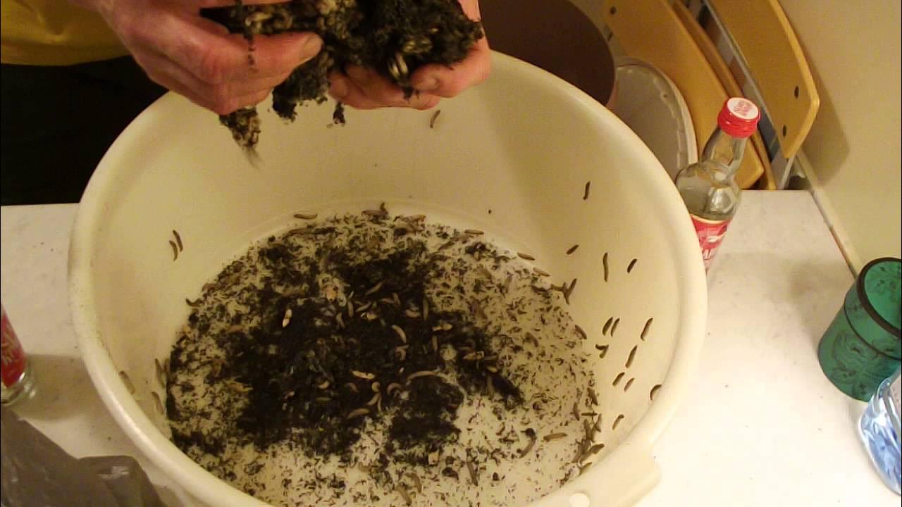 Мумие пчел. Пжвм как приготовить настойку. Настойка пжвм восковой моли. Настойка личинок восковой моли огнёвки. Пчелиное мумие.