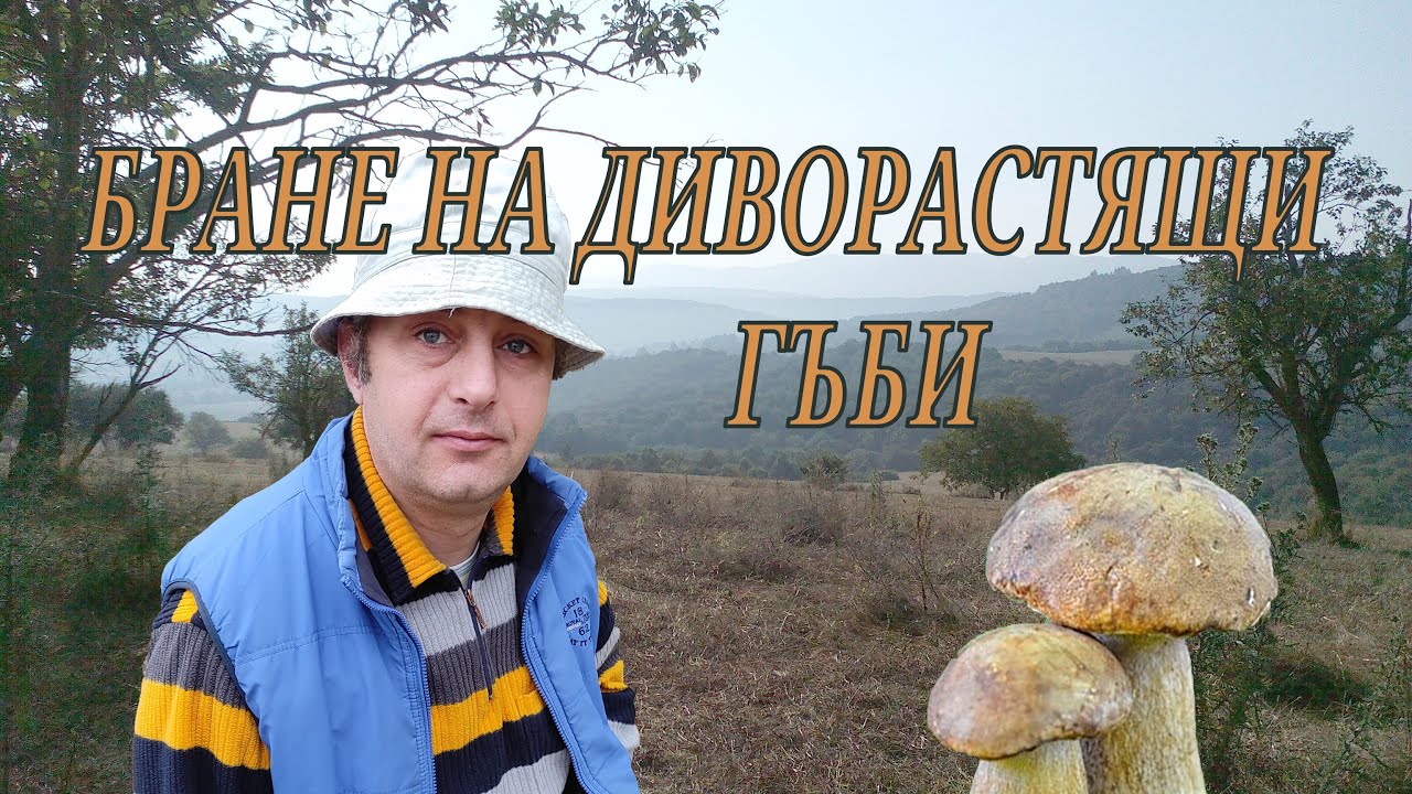 Бране на диви гъби: манатарки, булки гъби и пачи крак.