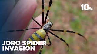 Expert weighs in on venomous Joro spider invasion